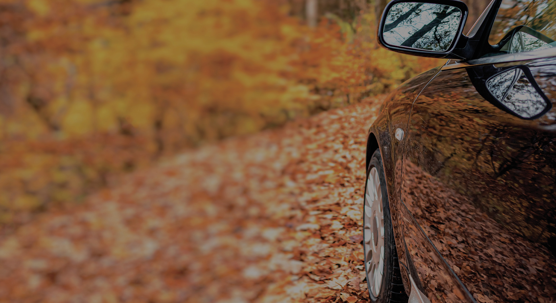 Car Driving in Leaves 